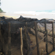 A Javan rhino was found dead on a beach on April 23. It probably died of natural causes.